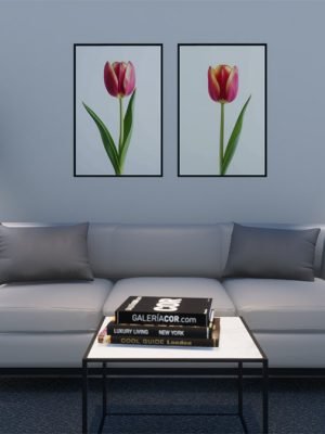 Fotografía digital de un tulipán rosa suave sobre un fondo blanco limpio.