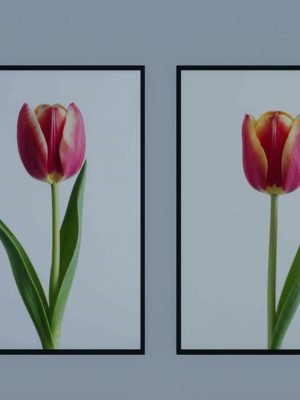 Imagen para Cuadro Decorativo-Image for Decorative Frame Demo Tulipán